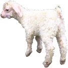 Lamb. Illustration copyrighted.